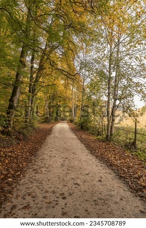 Forest path in autumn, taken near Fridingen an der Donau, Upper Danube Valley, Upper Danube Nature Park, Swabian Alb, Baden-Wuerttemberg, Germany