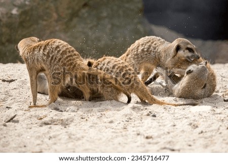 Group of playing young meerkats.