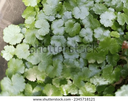 A picture of Weed plants that are in the ground plants that you place in pots, four leaf clover and beautiful tropical weeds, liar grass, weeds
