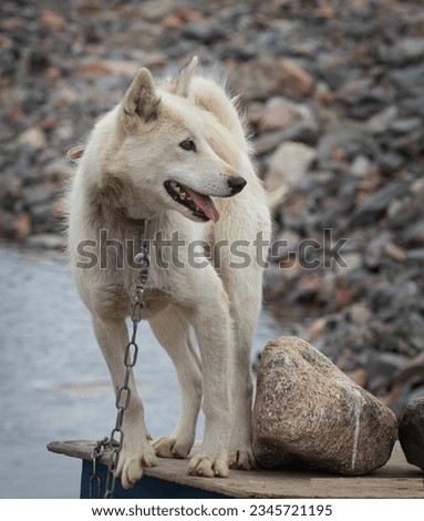 Sled dog in the settlement; Ittoqqortoormiit, Greenland; Sled dogs; Scoresby Sund, Greenland; Three sled dogs; Scoresby Sund, Greenland; White sled dog; Scoresby Sund, Greenland