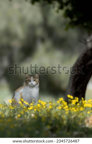 a beautiful cat with yellow flowers 