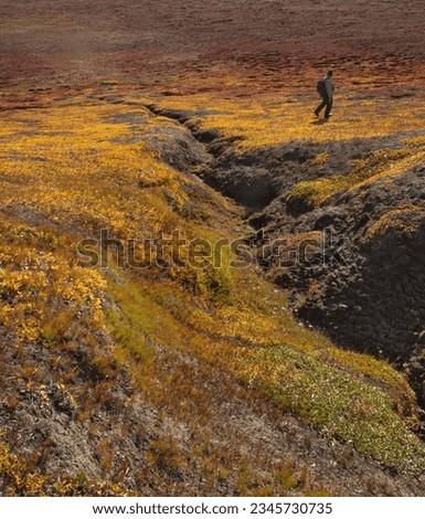 Splash of yellow; Scoresby Sund, Greenland; Tundra colors; Hurry Fjord, Greenland; Tundra hike; Scoresby Sund, Greenland