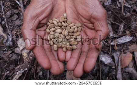Close up of the beans of civet coffee (local: Kopi Luwak) on the palm of a man in Bali, Indonesia