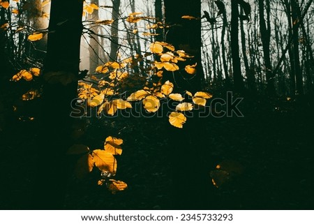 colorful leaves in autumn forest