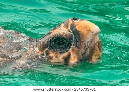 Portrait of a caretta caretta turtle in Zakynthos island in Greece close up view.