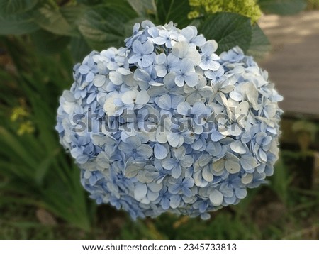 Closeup view from the beauty of hydrangea flowers with its blue and gray color combined with the green leaves surround it.
