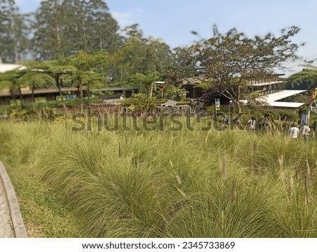 The nature scene of bush and trees with leaves in countryside near Bandung City, Indonesia.