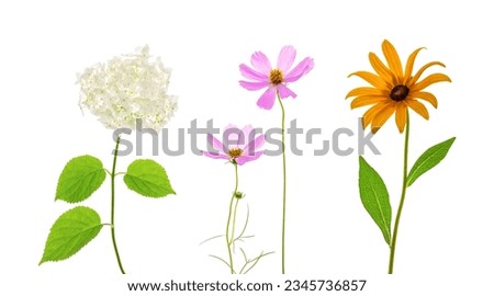 Set of summer flowers on a white background.