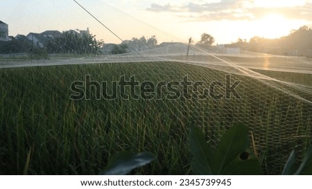 photo of rice plants that are ready to be harvested covered with a net so that the sparrows do not eat the rice