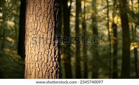 Tranquil Autumn Woods: Captivating Beauty in Nature with Sunlight Peeking Through Lush Foliage