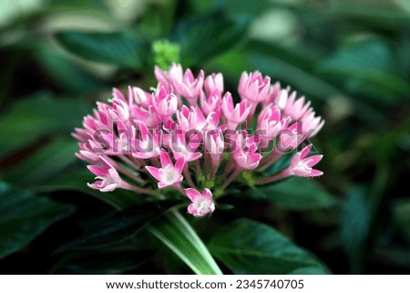Pink pentas lanceolata flowers aka Egyptian star cluster flowers isolated on blurry green leaves background 