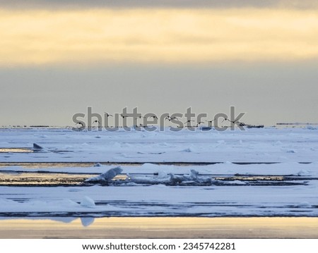 Birds against striated background; Birds on landscape of snow; Flock of guillemot above ice; in yellow band in the sky; in a yellow band, of water between sea ice; Terns leaving ice floe; Spitzbergen