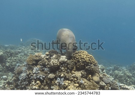 Dugong (Dugong dugon or sea cow) feeding on coral reef in tropical sea