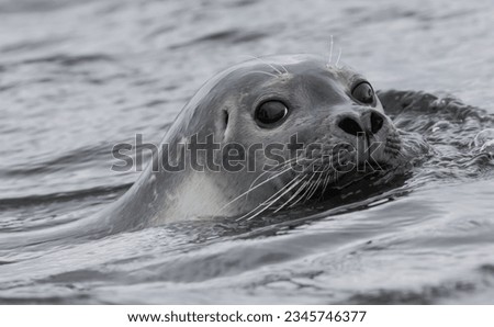 Beard closeup; Spitzbergen; Bearded seal; Spitzbergen; Harbor seal; Spitzbergen