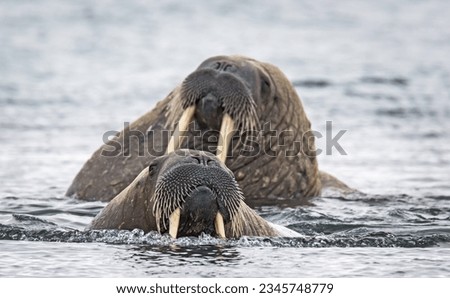 Four tusks; Two walrus in water; Pod of Beluga, white whales; Two walrus in water; Poolepynten, Walrus tusks; Poolepynten, Spitzbergen