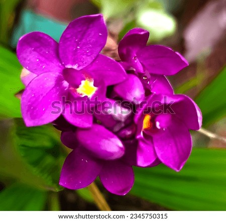 close-up picture of beautiful purple Spathoglottis Plicata Orchid flowers in full bloom