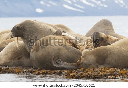 Walrus huddle distant mountainside; Walrus huddle in the water; Walrus huddle, on the beach; Poolepynten, Spitzbergen