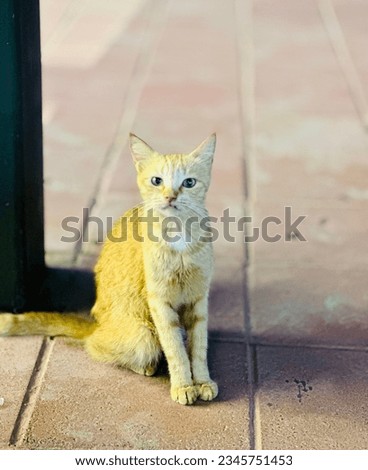Adorable cute cat. Persian cute cat posing for photo.
