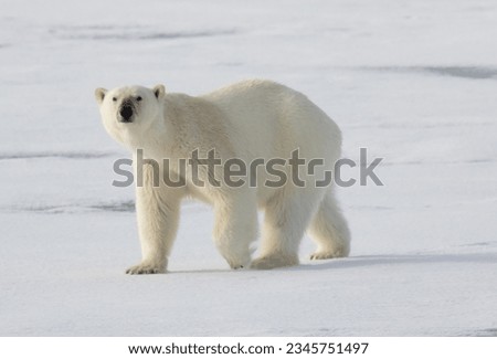 Polar bear cubs; Svalbard; Polar bear mother; Svalbard; Polar bear mother, and cub on fast ice, illuminated by rare sunlight, Svalbard Royalty-Free Stock Photo #2345751497