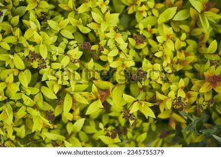 Background of Japanese spirea shrub leaves. Textured background of small green leaves with a beautiful pattern. An ornamental plant in the garden. High quality photo