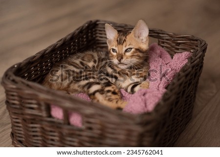 A cute Bengal cat sits in a wicker brown basket and looks at the camera with huge eyes. pets