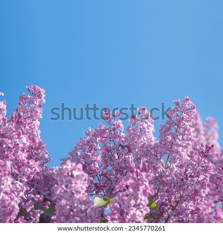 Spring pink violet lilac flower against the blue sky background Royalty-Free Stock Photo #2345770261