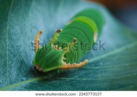 Image of Caterpillar of common nawab butterfly (Polyura athamas) or Dragon-Headed Caterpillar on nature background. Insect. Close up, Macro Photography
