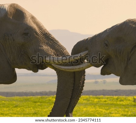 Elephants Playing in South Africa