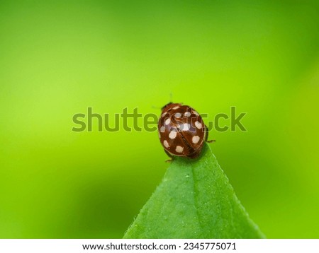 Coccinellidae Lady Bug backround picture