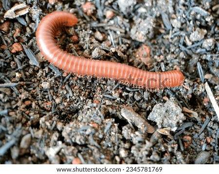 Millipedes curl on ground, Diplopoda stock photos