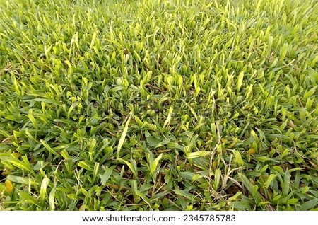 Haw to Bangladesh grass picture upload 