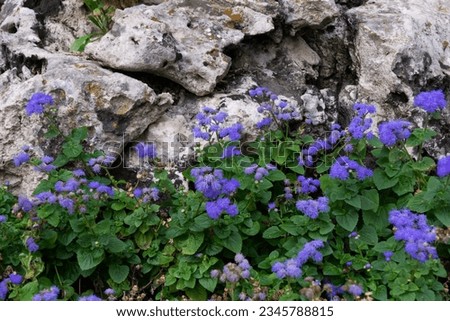 A close up photo of a flowerbed light blue pink flowers in front of a large lichen covered gray volcanic rock.