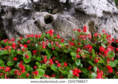 A close up photo of a flowerbed with dark pink flowers in front of a large lichen covered gray volcanic rock.