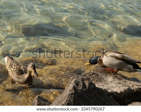 A fight between the duckc on the lake