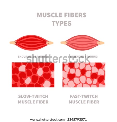 Skeletal muscle fiber types with slow twitch and fast twitch infographics. Red and white muscular tissue structure for aerobic and anaerobic exercises. Marathon runner vs sprinter. Vector illustration Royalty-Free Stock Photo #2345793571
