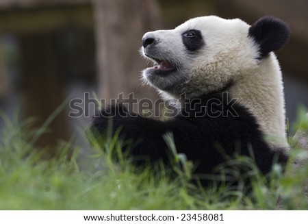Giant Panda at a zoo