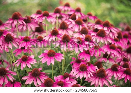 Vivid photo of pink coneflowers echinacea 'Magenta Pearl' on a green background with two bees. Royalty-Free Stock Photo #2345809563