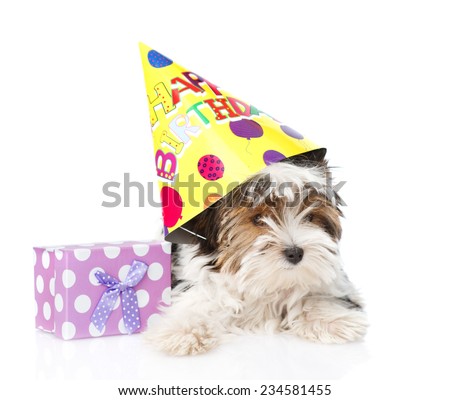 Biewer-Yorkshire terrier puppy with birthday hat and gift box. isolated on white background