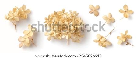 set collection of delicate dry hydrangea flowers isolated over a white background, feminine natural autumn, garden, boho or wedding scene design elements, top view, flat lay Royalty-Free Stock Photo #2345826913