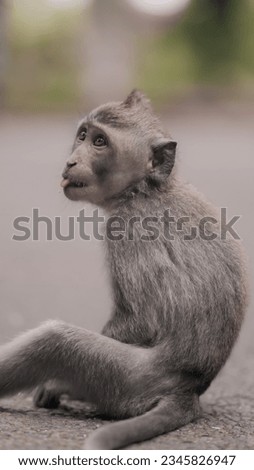 pictures of monkey sit down on the floor
