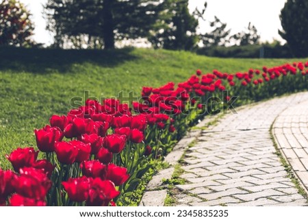 Beautiful red tulips planted by roadsides and under trees on university campus