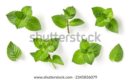 set or collection of fresh green mint leaves, twigs and tips in different positions isolated over a white background, cut-out cooking, food, garden, cocktail, tea or essential oil design elements Royalty-Free Stock Photo #2345836079
