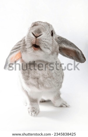 Gray and white rabbit with floppy ears isolated on white background. Shooting photo in studio.
