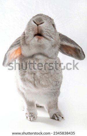 Gray and white rabbit with floppy ears isolated on white background. Shooting photo in studio.