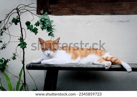A fat Thai cat with short hair, colorful in various postures. There are orange, white and black cats.