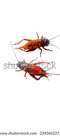 The  cricket  wings of the males are not smooth, but the females are larger than the wings. This picture can be used to teach and teach.