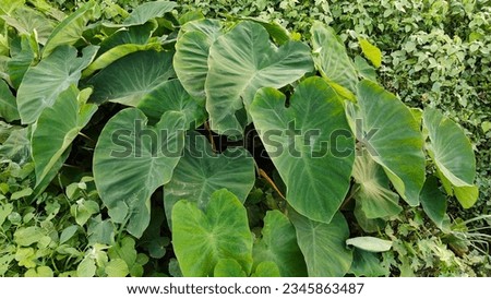 Colocasia is a genus of flowering plants in the family or Taro plants leafs