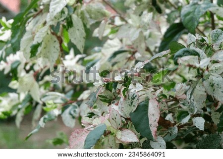 Populus Candicans Aurora. Unique plant with different leaves colors in white and green  Royalty-Free Stock Photo #2345864091