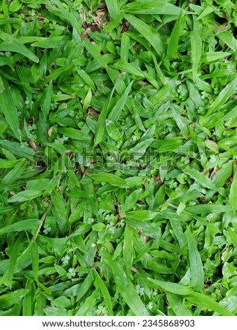 Green grass weeds background texture