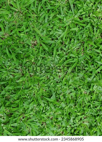 Green grass weeds background texture